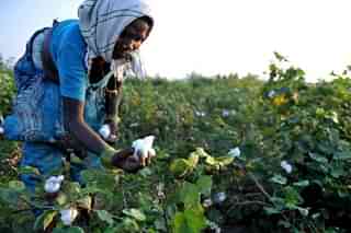 Indian labourer plucks cotton from bushes in fields. (NOAH SEELAM/AFP/Getty Images)&nbsp;