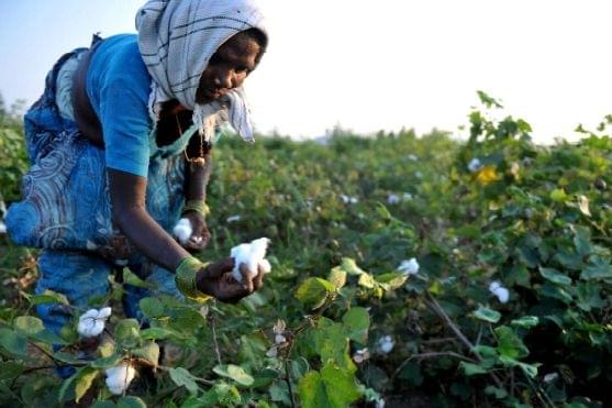 Indian labourer plucks cotton from bushes in fields. (NOAH SEELAM/AFP/Getty Images) 