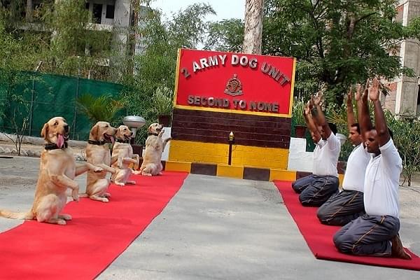 Army dog unit performing yoga (@SpokespersonMOD/Twitter)