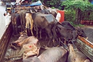 Cows being illegally transported in coastal Karnataka (Pic by Manju Neereshwallya)&nbsp;