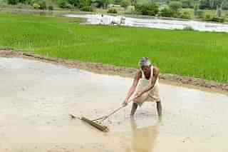 Agriculture in India (NOAH SEELAM/AFP/Getty Images)