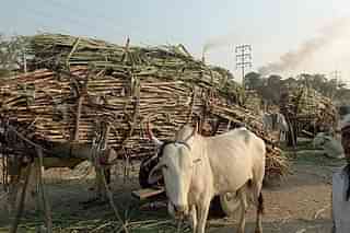 Bullock carts laden with sugarcane outside a sugar factory in Maharashtra. (PUNIT PARANJPE/AFP/Getty Images)