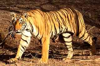 A Tiger in Ranthambore National Park, Rajasthan (Bjørn Christian Tørrissen/Wikimedia Commons)