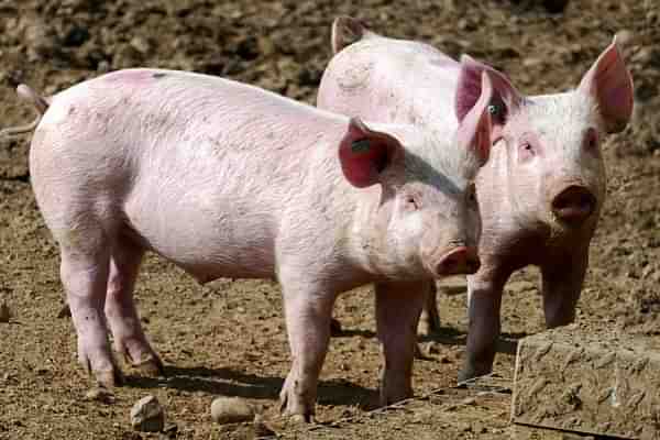 Pigs - Representative Image (ramboldheiner/Pixabay)