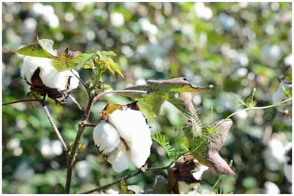 A cotton plant.