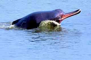 Gangetic River Dolphin(Zahangir Alom/Wikimedia Commons)