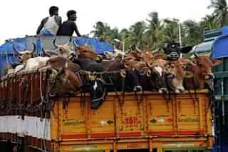 Cattle being transported in an open truck.(Representative image)