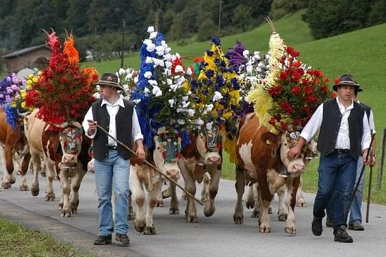 Cattle drive in Austria (Source: @ANNAPETRARN /Twitter)