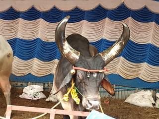 A Madhya Pradesh speciality, Kankrej Bull, on display at the fair&nbsp;