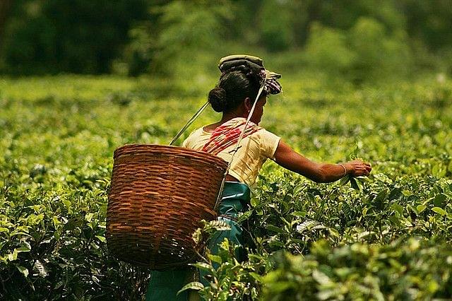 Plucking tea on Assam tea gardens.