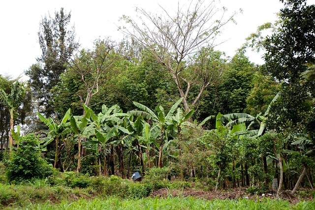Agroforestry in Masaka, Uganda. (Source: NatureDan [CC BY-SA 3.0 (https://creativecommons.org/licenses/by-sa/3.0)])