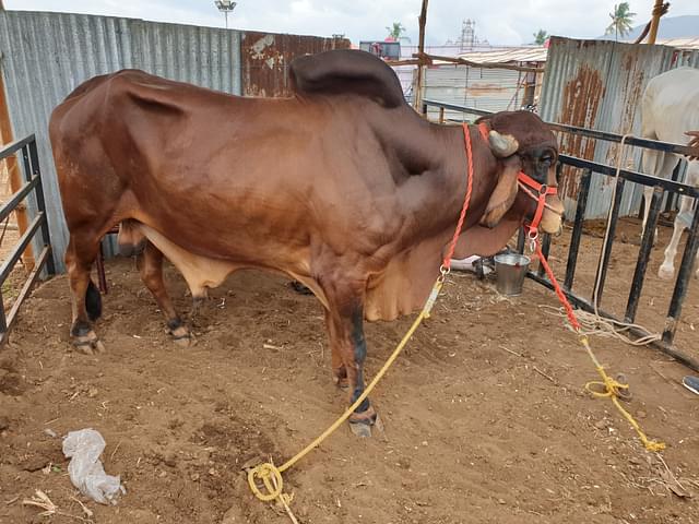 A Gir bull at the cattle fair.&nbsp;