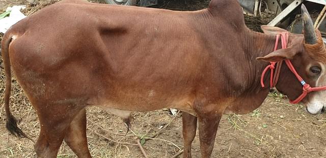 The 2-1/2-foot Thanjavur Kuttai breed exhibited at the cattle fair.&nbsp;