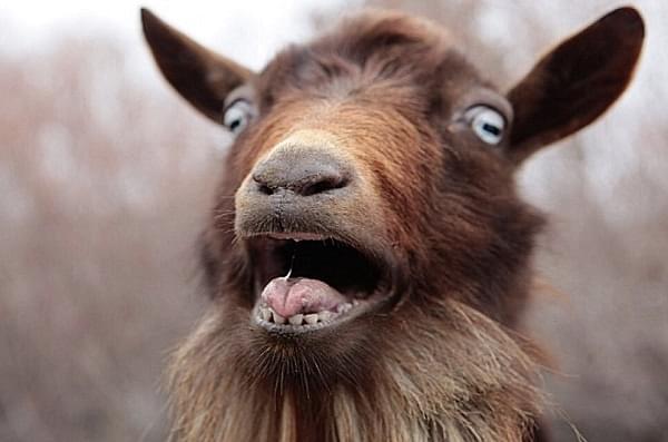 A surprised goat