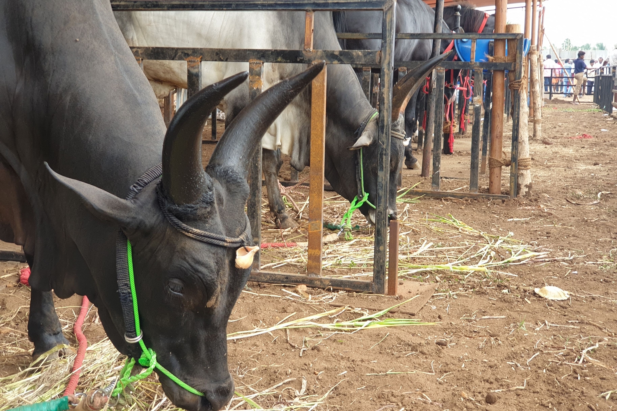 Kangayam bulls exhibited at a shed along with Kathiyawadi horses at the Anthiyur cattle fair. 