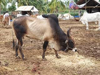A Kangayam bull, bred for jallikattu, was up for sale at Rs 200,000 at the fair.&nbsp;