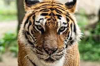 Royal Bengal Tiger. (Photo by <a href="https://unsplash.com/@mikemarrah?utm_source=unsplash&amp;utm_medium=referral&amp;utm_content=creditCopyText">Mike Marrah</a> on <a href="https://unsplash.com/search/photos/india-tiger-cub?utm_source=unsplash&amp;utm_medium=referral&amp;utm_content=creditCopyText">Unsplash</a>)