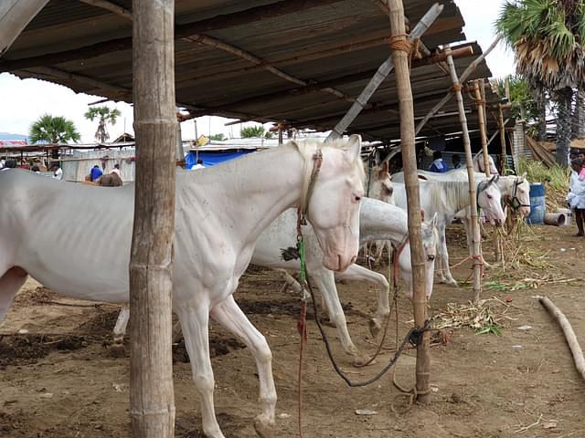 Kathiyawadi white colour horses up for sale at the fair.&nbsp;
