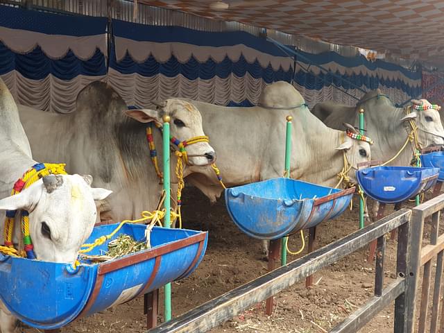 These Ongole bulls on display were a popular attraction at the Anthiyur cattle fair.&nbsp;