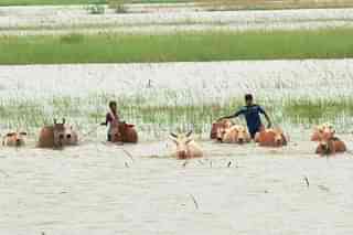 Flooded fields in Assam (Pic Source: @Twitter)