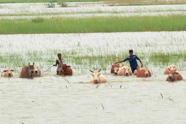 Flooded fields in Assam (Source: @Twitter)