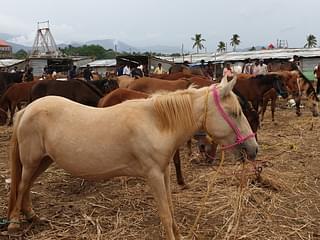 Local breeds of horses for sale at the cattle fair.