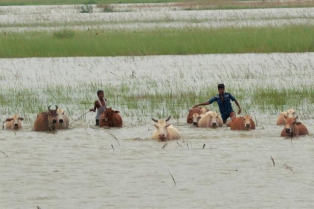 Flooded fields in Assam (Pic Source: @Twitter)