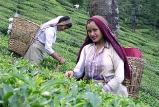 A tea garden in Darjeeling (Benoy/Wikipedia)