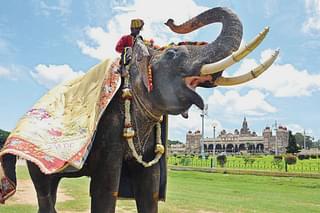 Arjuna, The Ambari Elephant (DD Tourism)