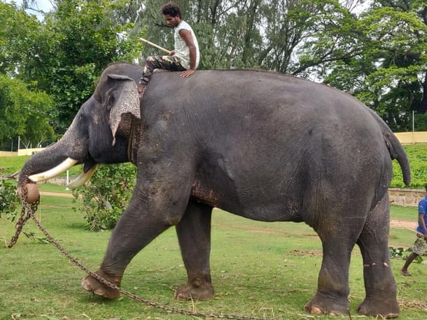 Arjuna on his stroll
