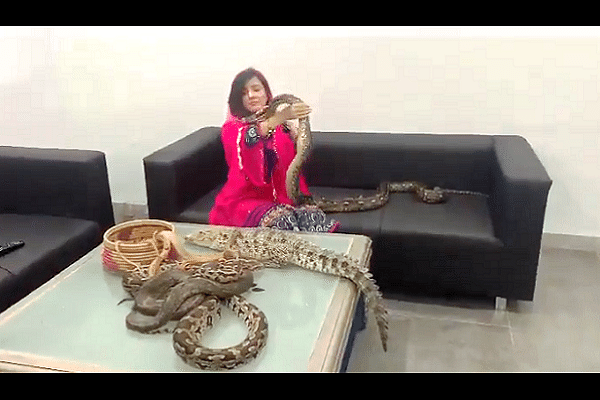 Rabi Pirzada playing with snakes