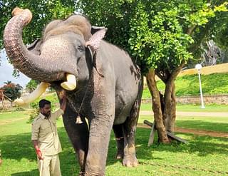 Arjuna is our ‘mane maga’ (our son) says Mahout Vinu