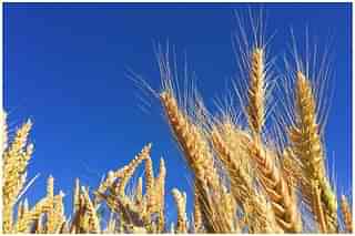 Ripe wheat kernels ready for harvesting. (Melissa Askew/Wikipedia)