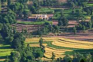 Terrace Farming in Himachal (Koshy/Wikimedia Commons)