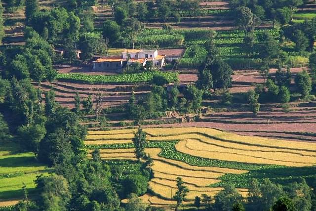 Terrace Farming in Himachal (Koshy/Wikimedia Commons)