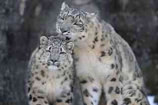 Snow Leopards (bouchakame/Snow Leopard Trust/Twitter)