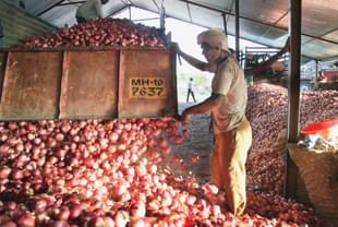 Onions at an Indian farm. 