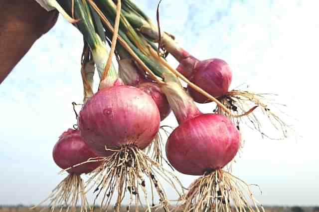 Onions at an Indian farm.&nbsp;