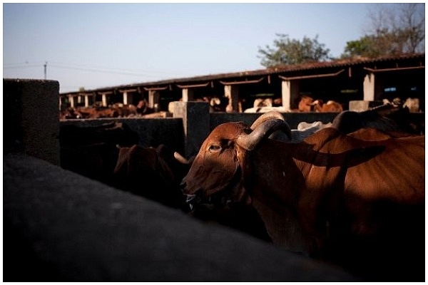Cows at the Shree Gopala Goshala cow shelter in Bhiwandi, India. (Allison Joyce/Getty Images)