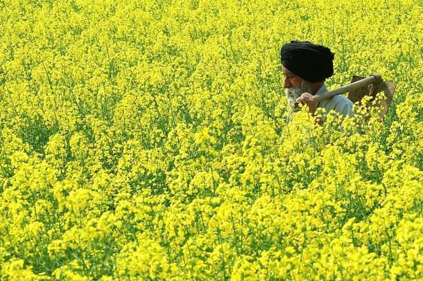 A farmer walks through a mustard field in Baranvillage near Patiala. (STRDEL/AFP/GettyImages)