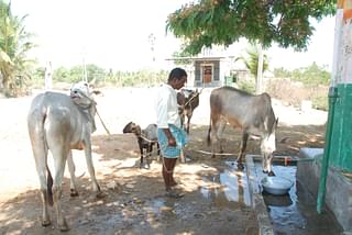 With little water available in Hassan’s Arsikere, farmers and cattle are in a soup.&nbsp;