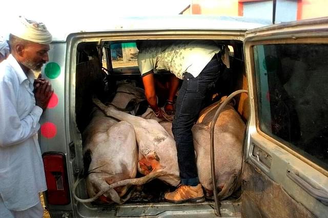 Dead cattle stuffed in a van.