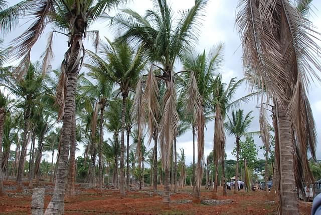 Crop in Hassan district damaged owing to drought.