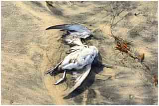 A dead bird. (Representative Image)
