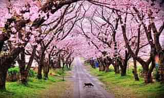Cherry Blossoms in Shillong. (neindiatraveler/Twitter)
