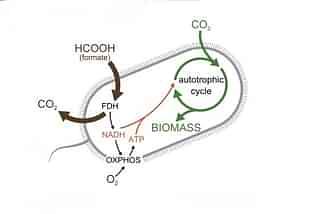 Engineered and evolved autotrophic E.Coli (Pic Via Cell Journal)