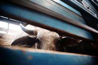 Cow smuggling in Haryana. (Mario Tama/Getty Images)