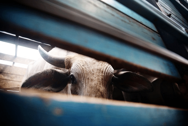 Cow smuggling in Haryana. (Mario Tama/Getty Images)
