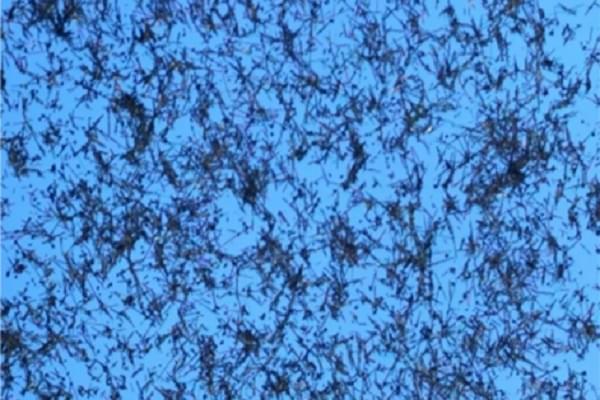 Optical micrograph image of nanowire network layout after drop-cast deposition on a SiO2 substrate (Pic via Scientific Reports Website)