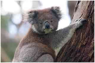 koalas Bear. Image courtesy Wikipedia. &nbsp;